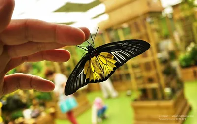 В Астрахань прилетели тропические бабочки | Газета ВОЛГА