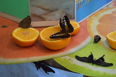 Выставка тропических бабочек в Якутске! - Блоги Якутии