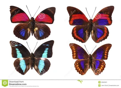 Тропические бабочки стоковое изображение. изображение насчитывающей  ангстрома - 26925601