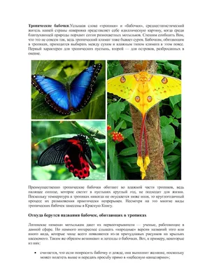 Calaméo - Тропические бабочки