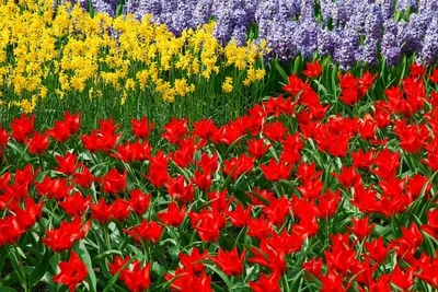Классическое сочетание тюльпанов и нарциссов… - посадка, уход, фото, как  вырастить и собрать урожай - «Блог Флориум.юа» 2023