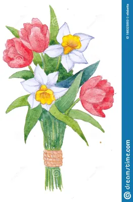 Букет красных тюльпанов и нарцисс акварели. Иллюстрация штока - иллюстрации  насчитывающей приглашение, флористическо: 188325003