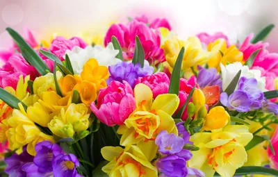 Обои тюльпаны, нарциссы, фрезия картинки на рабочий стол, раздел цветы -  скачать