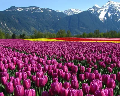 Картинка Цветы, горы, поле, тюльпаны 1280x1024 скачать обои на рабочий стол  бесплатно, фото 57905