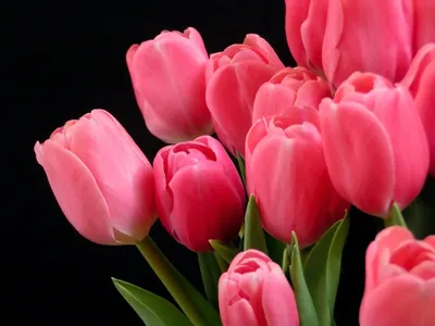 Красивый букет розовых тюльпанов - обои на рабочий стол