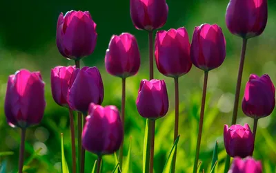 Обои Фиолетовые тюльпаны, картинки - Обои на рабочий стол Фиолетовые  тюльпаны картинки из категории: Цветы