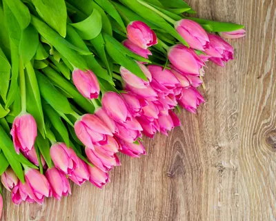 Обои тюльпаны, розовые, цветные номера 37366 , раздел Цветы, размер  2560x1600 Wide - скачать бесплатно картинку на рабочий стол и телефон