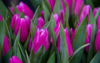 Красивые картинки тюльпанов на рабочий стол (56 фото) - 56 фото