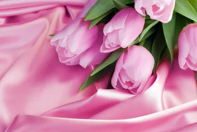 Скачать Цветы, Тюльпаны, обои, картинки full hd на рабочий стол - 98557
