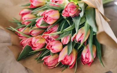 Обои тюльпаны, розовые тюльпаны, весна на рабочий стол