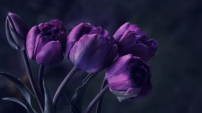 Картинка цветы, фиолетовые, тюльпаны 1600x900 скачать обои на рабочий стол  бесплатно, фото 373235