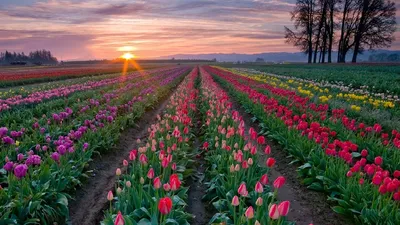 Обои тюльпаны, цветы, плантация, ряды, деревья, небо, закат картинки на рабочий  стол, фото скачать бесплатно