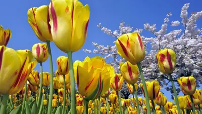 Флора природа цветок тюльпан - обои на рабочий стол