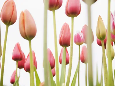 Тюльпаны-ОБОИ- на рабочий стол-Цветы бесплатно