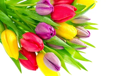 Букет из тюльпанов. разноцветные тюльпаны - обои на рабочий стол