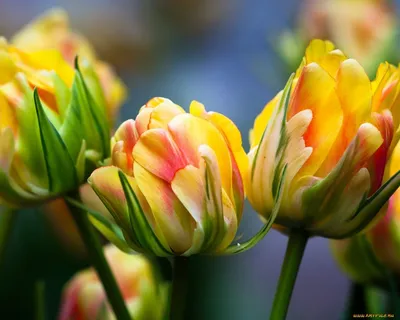 Обои Цветы Тюльпаны, обои для рабочего стола, фотографии цветы, тюльпаны,  макро, бутоны Обои для рабочего стола, скачать обои картинки з… | Тюльпаны,  Цветы, Цветок