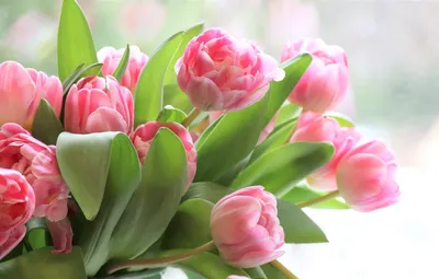 Обои розовый, букет, весна, тюльпаны картинки на рабочий стол, раздел цветы  - скачать