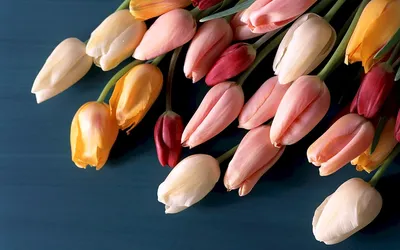 Красивые картинки тюльпанов на рабочий стол (49 лучших фото)