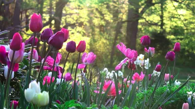 Розовые тюльпаны распускаются на природе - обои на рабочий стол