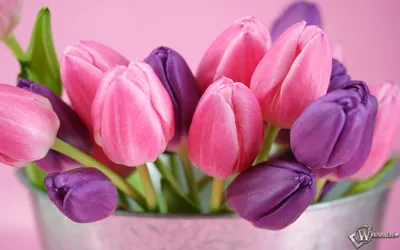 Скачать обои Тюльпаны (Цветы, Тюльпаны) для рабочего стола 1440х900 (16:10)  бесплатно, Макро фото Тюльпаны Цветы, Тюльпаны на рабочий стол. |  WPAPERS.RU (Wallpapers).