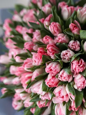Тюльпаны Фокстрот - купить в Москве | Flowerna