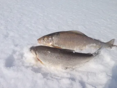 Зимняя рыбалка на хариуса в Коми