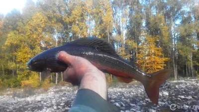 Лучшая рыбалка на черного хариуса в горно-таежной местности Прибайкалья -  рыболовный тур