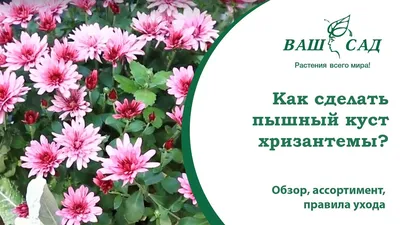 Галина Ткачева знает все о хризантеме мультифлора