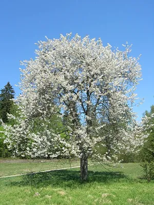 черешня — Викисловарь