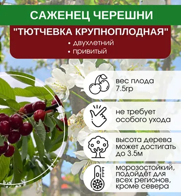 Купить саженцы Черешня Тютчевка (крупноплодная) с доставкой! | Florali.ru