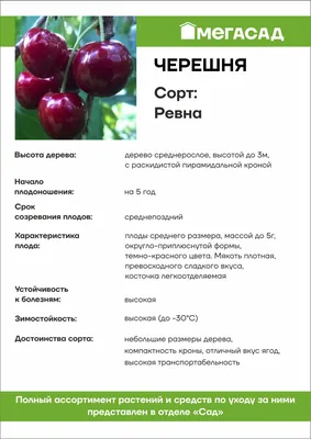 Саженец Черешня Ревна поздний (в сетке с комом) купить с доставкой в  МЕГАСТРОЙ Йошкар-Ола