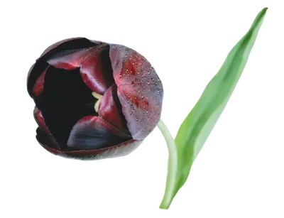 Черный тюльпан - Тюльпаны - Картинки PNG - Галерейка