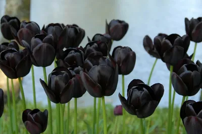 Черный тюльпан | Пикабу