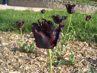 Чёрные тюльпаны, черные тюльпаны купить