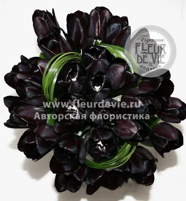 Чёрный тюльпан: особенности и характеристика, сорта, применение в  ландшафтном дизайне, сочетание с другими растениями