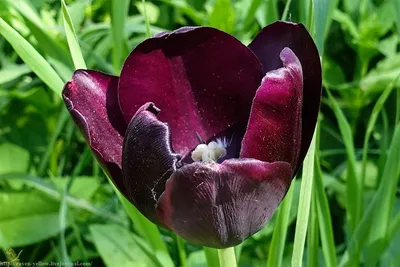 Цветок Черный тюльпан: фото