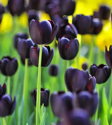 Черные тюльпаны в окне стоковое изображение. изображение насчитывающей  лепесток - 109716755