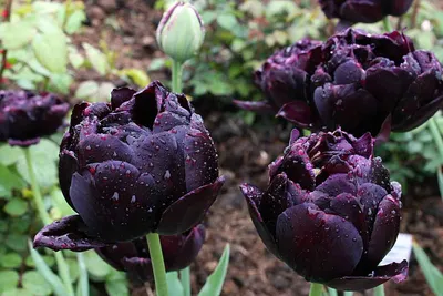 Черный тюльпан (56 фото)