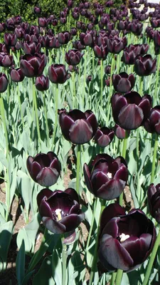 Чёрный тюльпан (растение) — Википедия