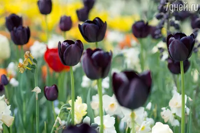 Черные тюльпаны: Группа Клумбы и цветники