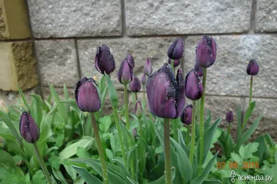 черные тюльпаны букета стоковое изображение. изображение насчитывающей  ñ‡ðµñ€ð½ñ‹ð¹ - 13478145