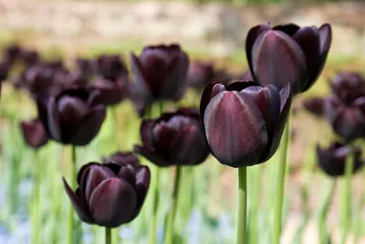 Обои черные тюльпаны - 34 фото