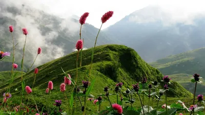 Черный тюльпан Цветок, тюльпан, фотография, растение Стебель, цветок png |  PNGWing