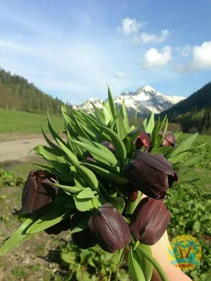 Черные тюльпаны расцветут на Елагином острове | ДВОРЦЫ, САДЫ, ПАРКИ /12+/