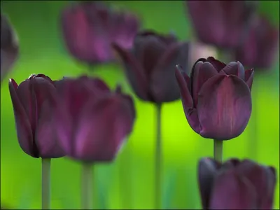 Черных тюльпанов фото