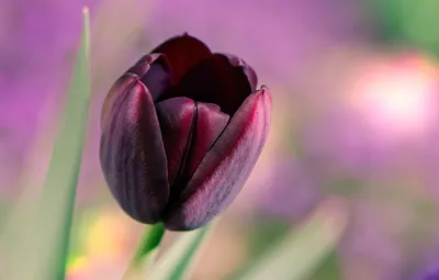 Тюльпаны фото картинки, черный, выращивание, скачать, сериал - турецкий  сериал тюльпан