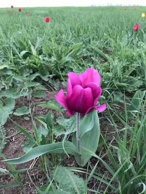 Фотография Розовый Тюльпаны Цветы Черный фон 3840x2160