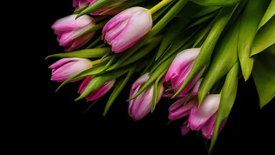 Фото черный фон ваза тюльпаны - бесплатные картинки на Fonwall