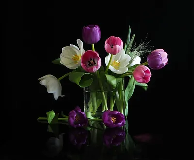 Если вы не увидите цветение тюльпанов – вы опоздаете на всю весну! —  Заповедник Черные земли — Официальный сайт