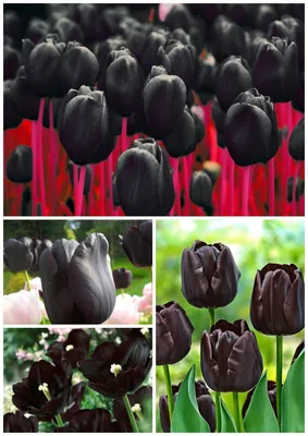 Черные тюльпаны сорта Пол Шерер. Глаз не оторвать от красоты! | Black  flowers, Unusual flowers, Tulips